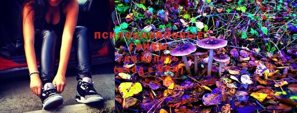PSILOCYBIN Горняк